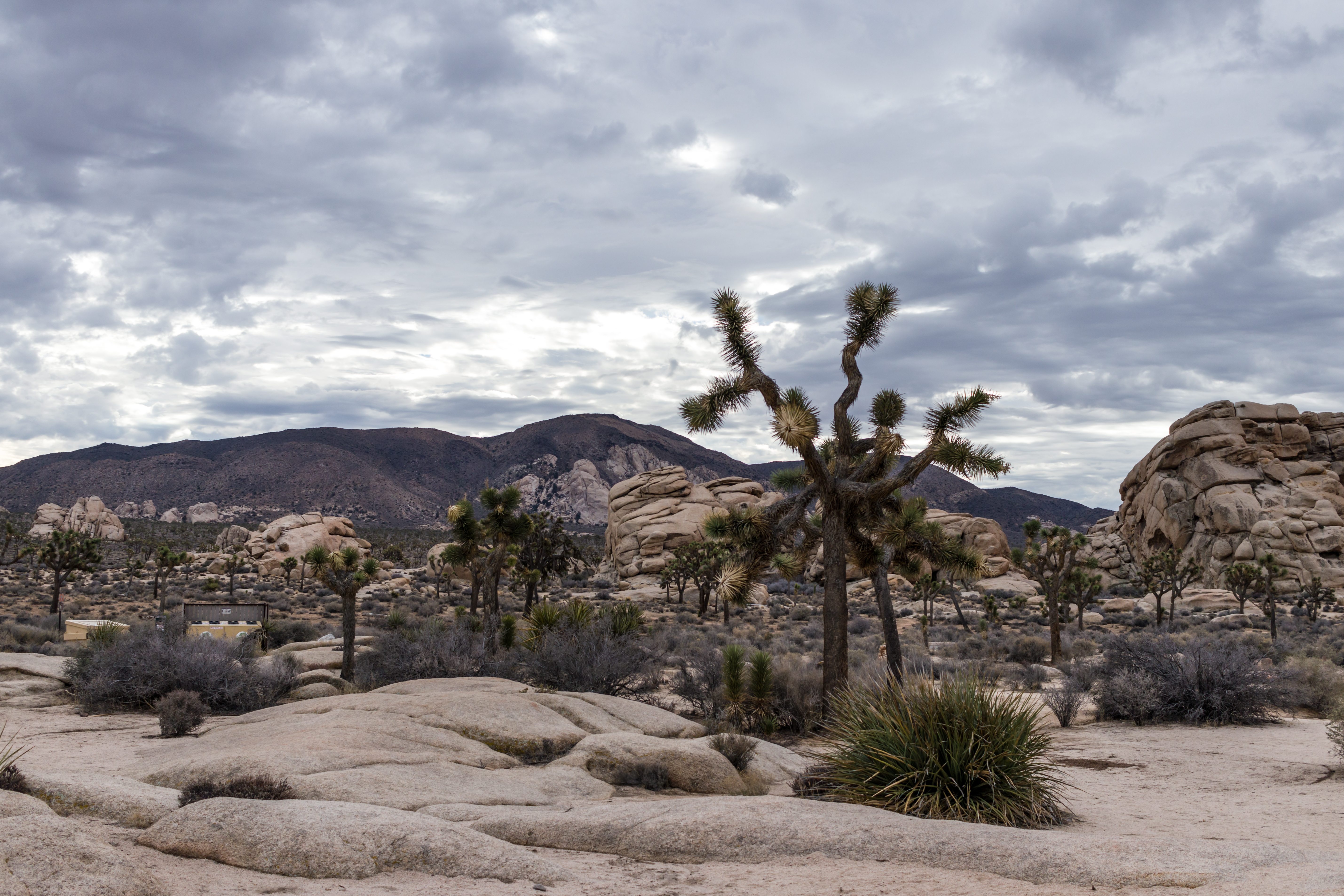 JoshuaTree2016_001