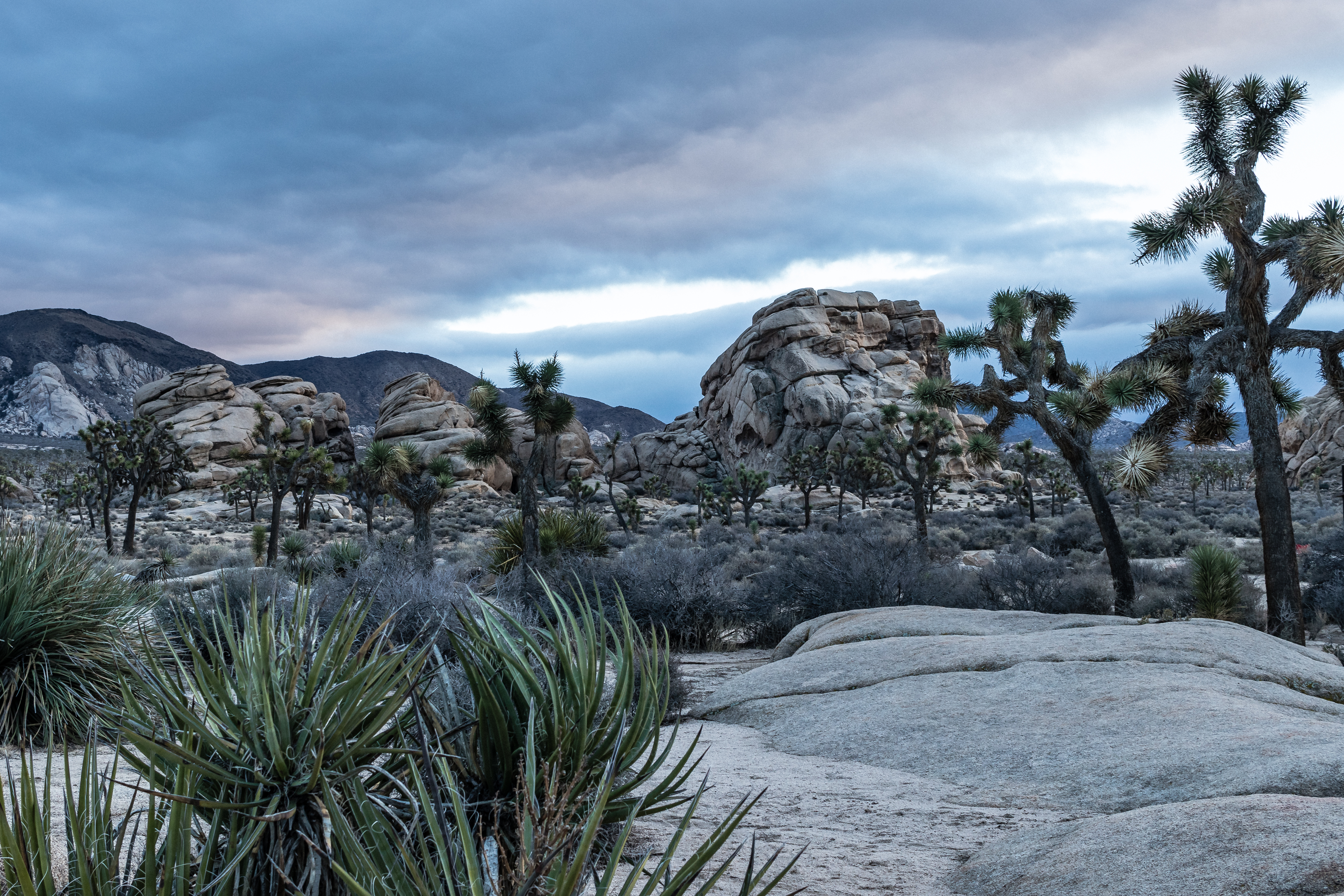 JoshuaTree2016_003