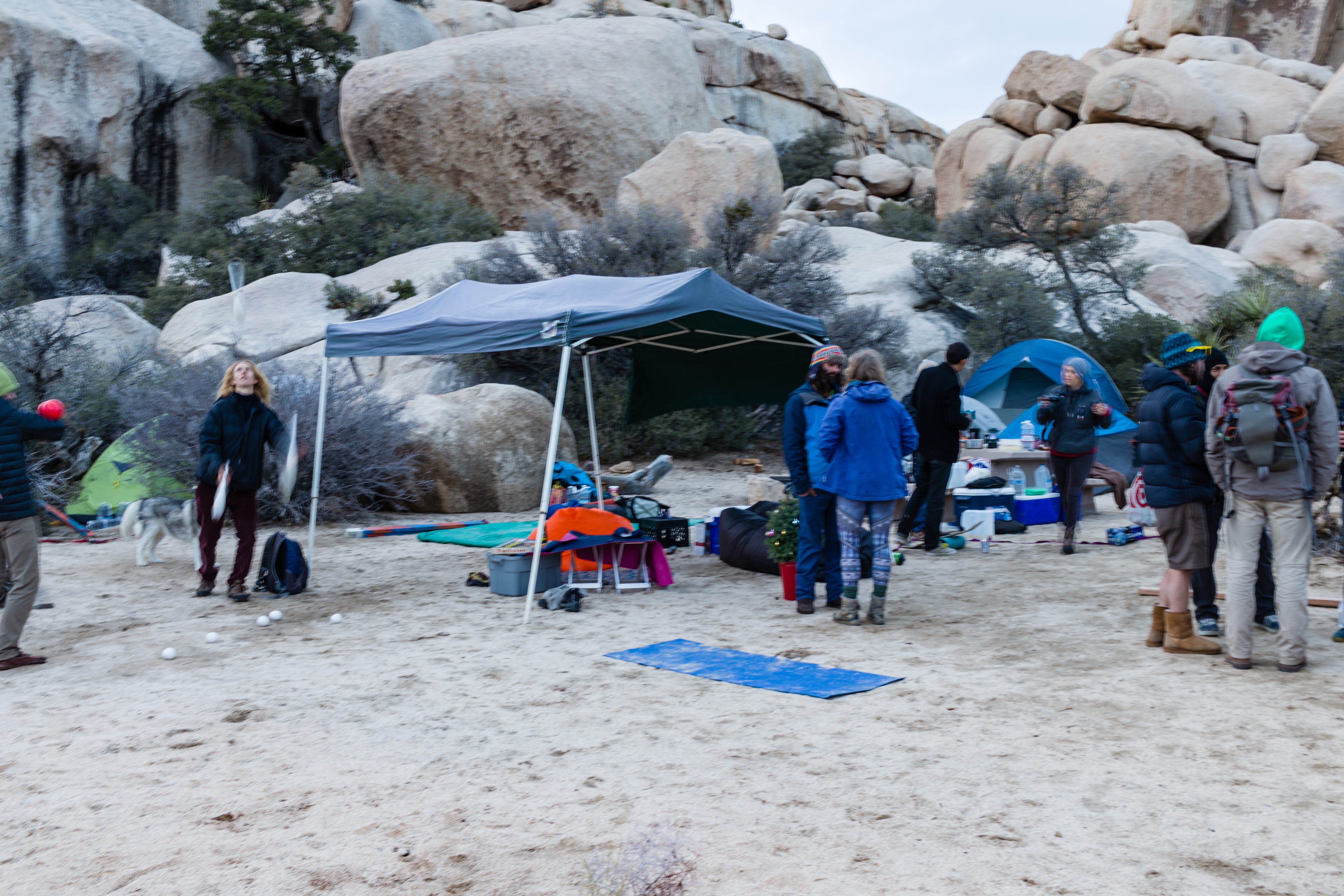 JoshuaTree2016_004