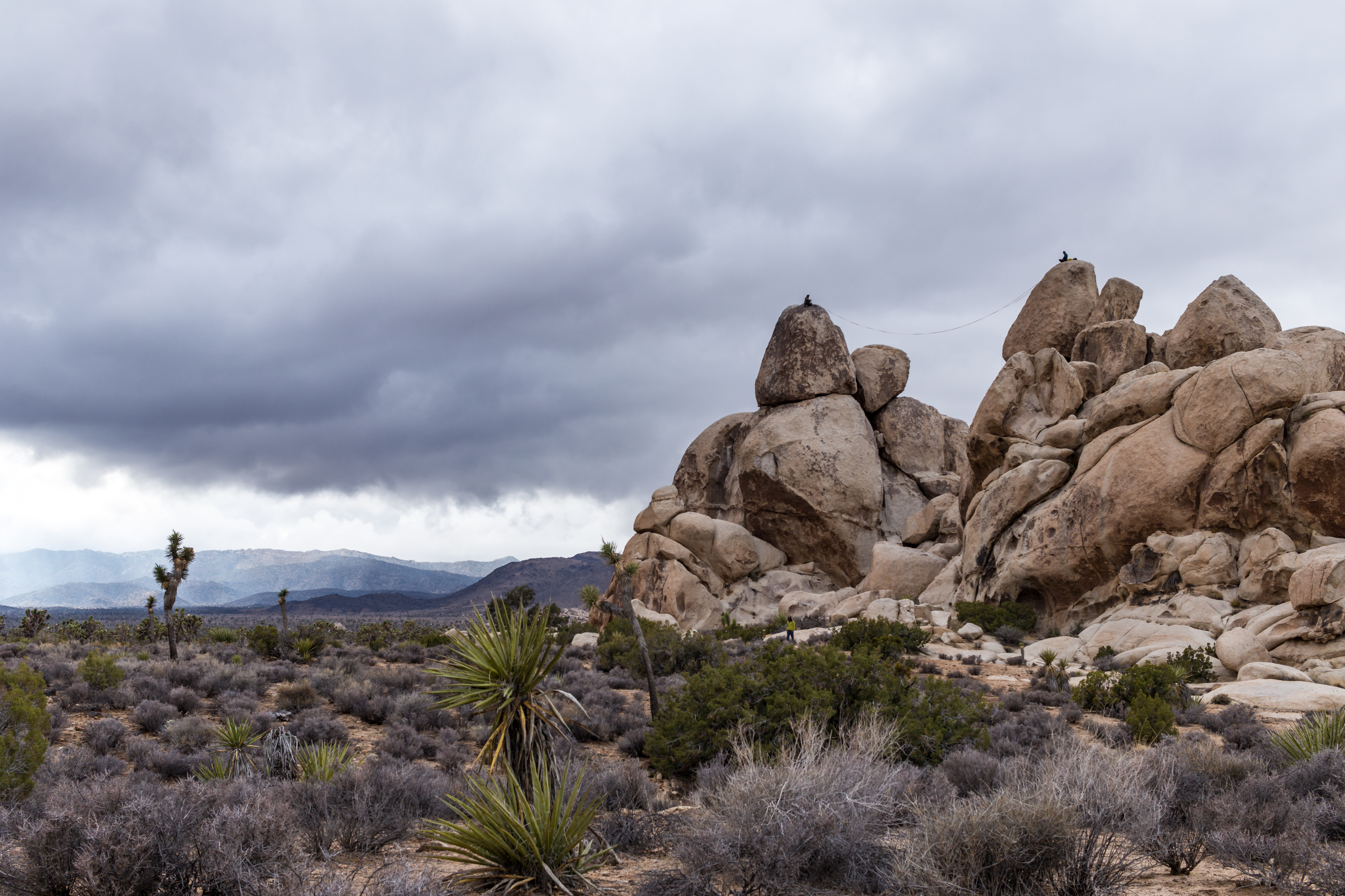 JoshuaTree2016_007